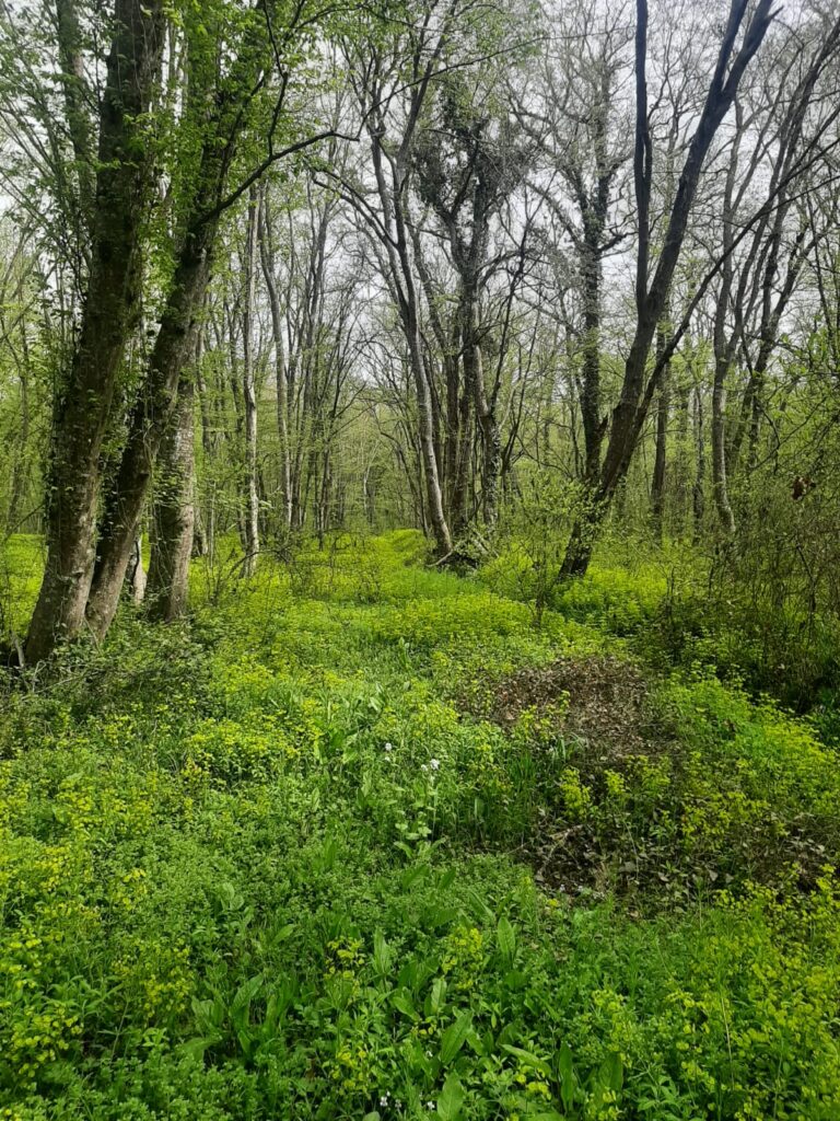 Wald in Aserbeidschan
